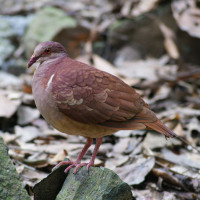 Ruddy Quail-Dove
